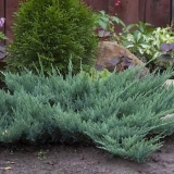 Juniper horizontal blue chip: opis, sadnja i njega